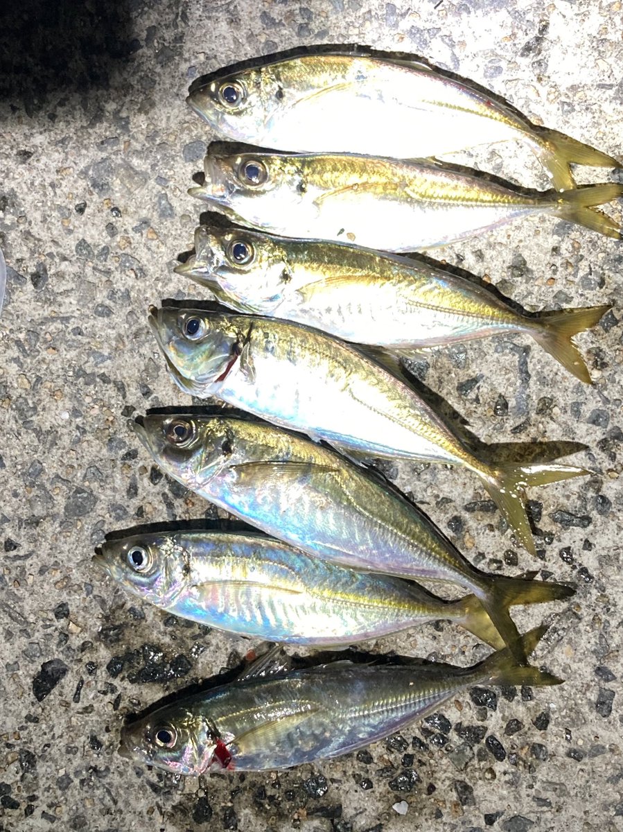 Shinyaxchon's tweet photo. 自粛していたエースと1ヶ月以上ぶりの釣り。アジングだけってのは何ヶ月ぶりやろうか。お互い釣れてゆっくり話せて楽しかった♪
鯵はどれも20㎝とちっちゃかったけど…。
#つり電
#f_comets https://t.co/HYInjI3Enc