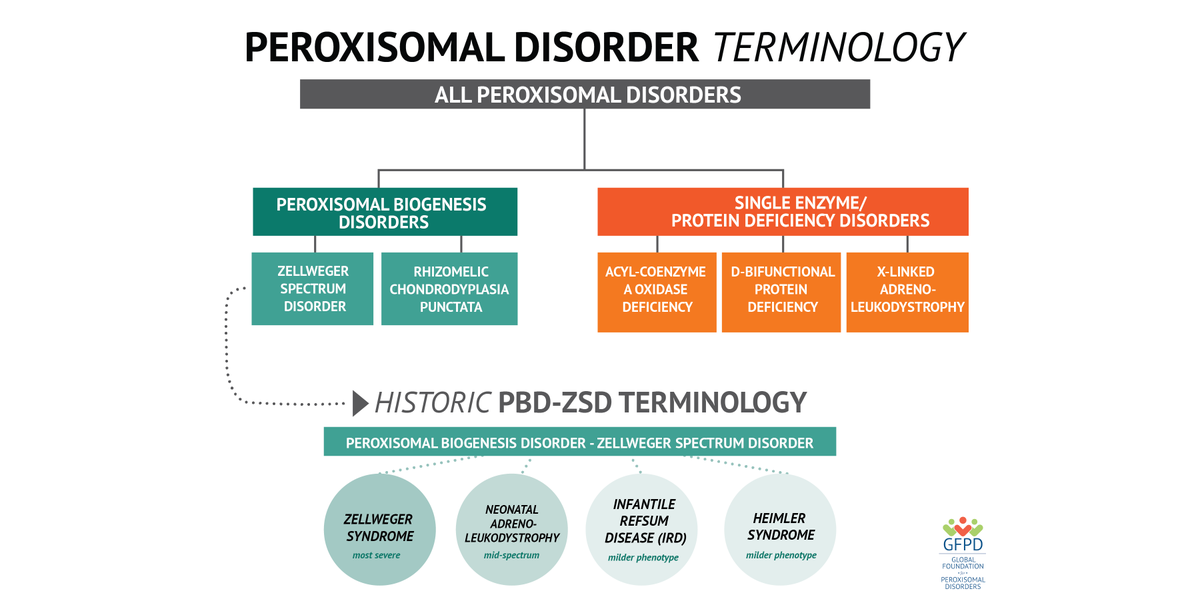 thegfpd's tweet photo. Read about the history of peroxisomal disorder names in part 3 of our terminology series at: https://t.co/uyYhIerRaH
#GFPDisResearch #GFPDisFamily #GFPDisHope #ZellwegerSpectrumDisorder #ZellwegerSyndrome #PeroxisomalDisorder #PBDZSD #RareDisease #Genetics #DNA https://t.co/X0gClkgsLB