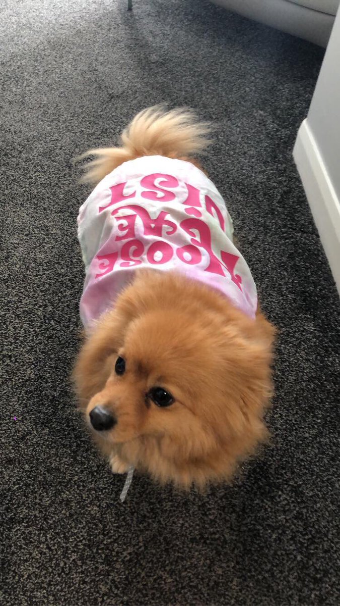 sarah_in_colour's tweet photo. Here’s the very Gorgeous and fluffy Suki the #Pomeranian sporting her #superhero cape!!
.
The @KibbleCharity #virtualfashionshow isn’t just for humans...
#superdogs #dogfashion #fashionshow #kibbleis #lockdown #artsawards #rcc #scotland https://t.co/2fefvptnLW