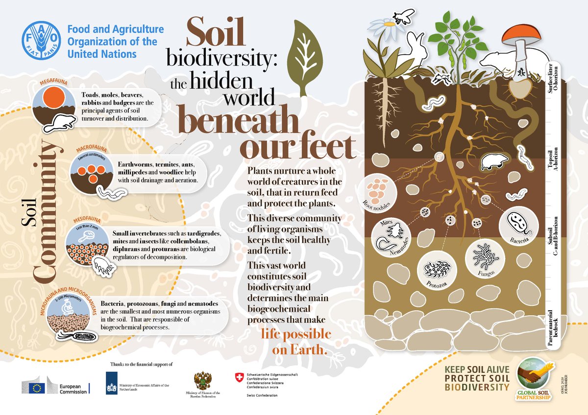 #DYK there is a hidden world right beneath our feet? 🐛

Organisms in #soil work 24/7 to provide us with fertile soil, climate regulation and support our lives above ground 👉bit.ly/36qZO4Q  #BiodiversityDay