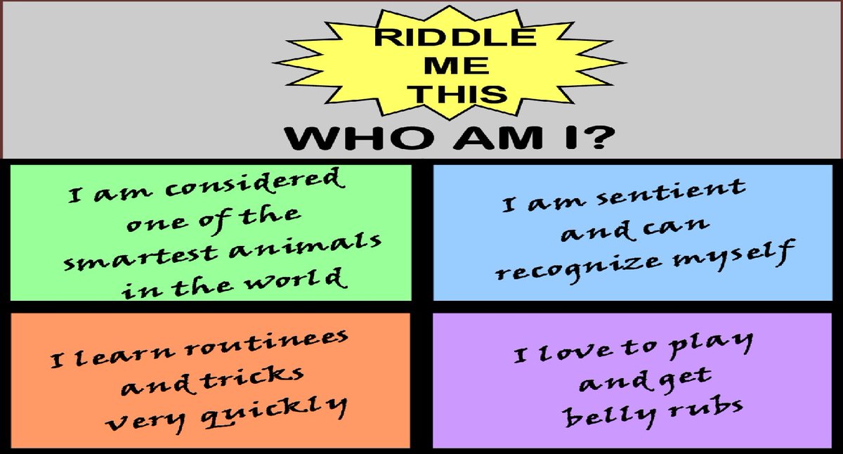 animalsoutloud's tweet photo. #riddle #riddles #riddlemethis #riddleoftheday #riddletime #guesswho #whoami #sentient #smartest #intheworld #recognize #recognizemyself #learnnew #newtricks #routines #quickly #veryquickly #ilovetoplay #bellyrubs #hint #hints #clue #whoiam #iamnot #seemeatdifferently https://t.co/z63b1KvFh1