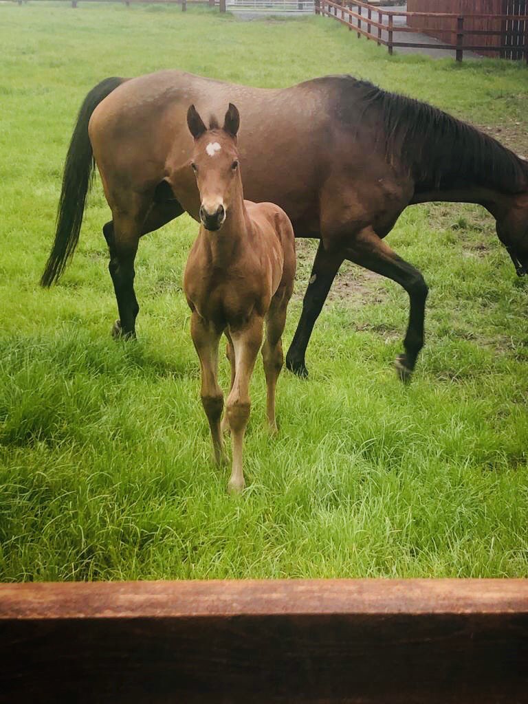 MichealOrlandi's tweet photo. Another smashing 2 week old #SmoothBaby Never too late for a #SmoothDate with the Daddy #SmoothDaddy @CompasStallions https://t.co/TdCUlk2EiT