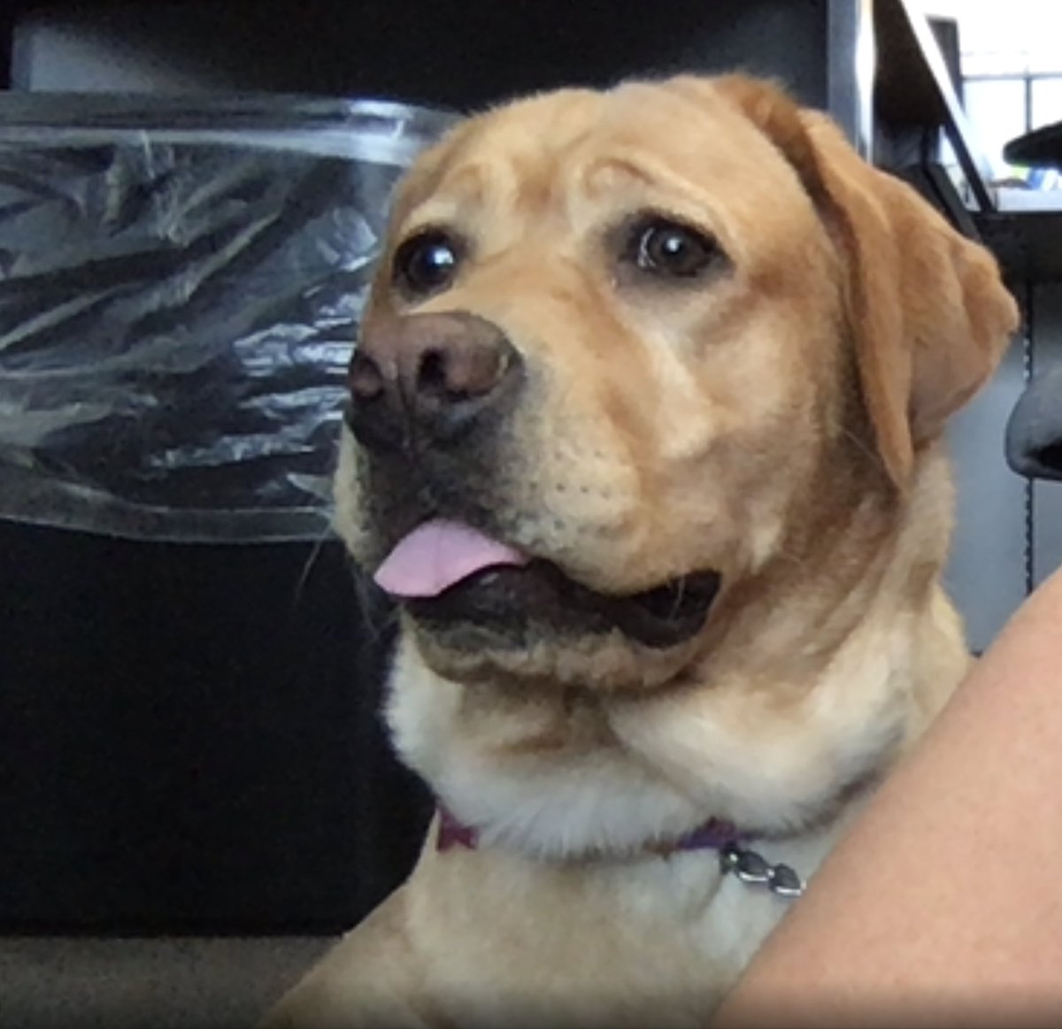 dist126_stony's tweet photo. Stella was so happy to Zoom with Mrs. March's 3rd graders today! She misses her kids so much and was so happy to see them! I think they were pretty happy to see her too. #stony126 #weare126 #therapydog #Ilschoolstepup #covid19 #remotelearning https://t.co/MiY8AtS3QP