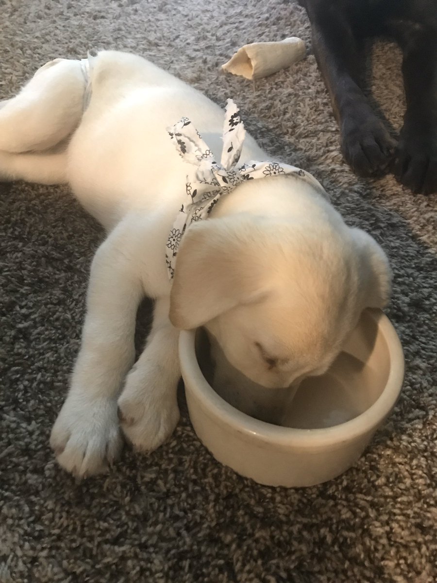 LabNamedSailor's tweet photo. The puppy played hard and passed out in my water bowl.  I’m not sure if I’m jealous or impressed.

I might be ok with keeping her. https://t.co/W2h8HGVLHy