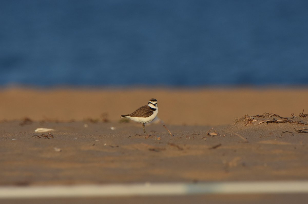 WildestWanderer's tweet photo. Passejant per #torredembarra aquesta tarde. Si us plau, a tothom que gaudiu de la platja, respecteu aquestes petites joies corredisses. Hi ha un munt de gent, per tota la nostra costa, que està invertint molt de temps perque tot els vagi bé i els pollets tirin endavant❤️😇🐣🐥 https://t.co/Bvfgiw7Qdn