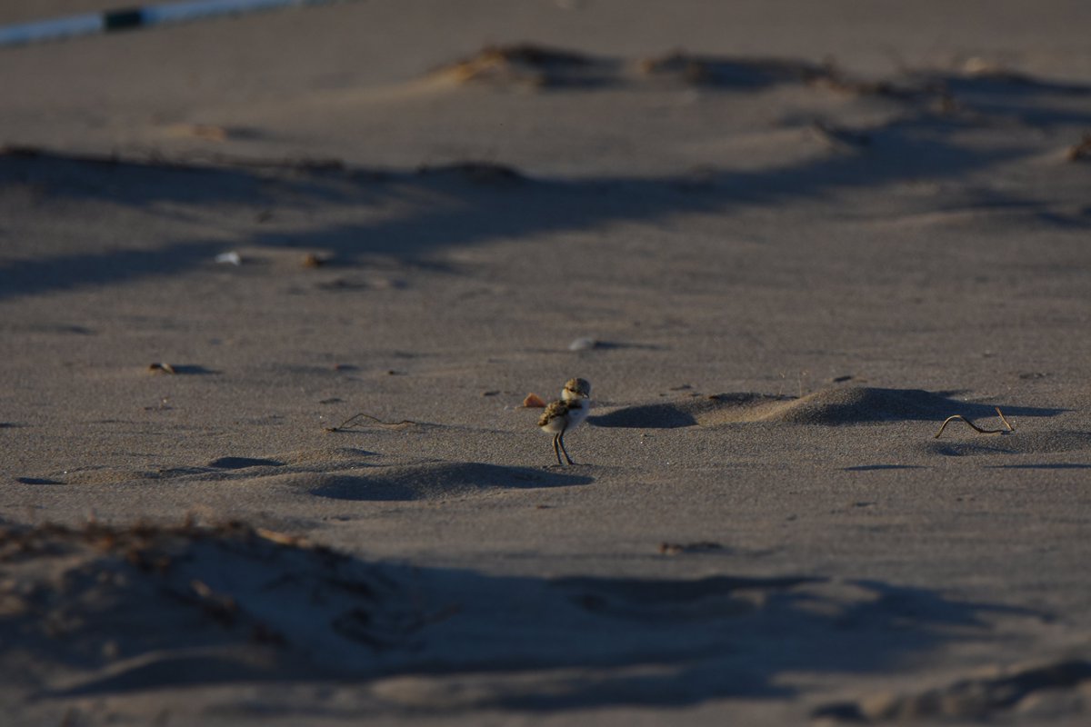 WildestWanderer's tweet photo. Passejant per #torredembarra aquesta tarde. Si us plau, a tothom que gaudiu de la platja, respecteu aquestes petites joies corredisses. Hi ha un munt de gent, per tota la nostra costa, que està invertint molt de temps perque tot els vagi bé i els pollets tirin endavant❤️😇🐣🐥 https://t.co/Bvfgiw7Qdn