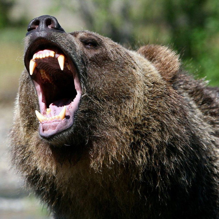 49ers's tweet photo. Facts about bears:

-Can run twice as fast as humans 
-Sense of smell is around 💯 times greater than a human’s
-Specialize in hunting quarterbacks 

Happy (smaller) #BearAwarenessWeek 🐻 https://t.co/fAfMv3DwgF