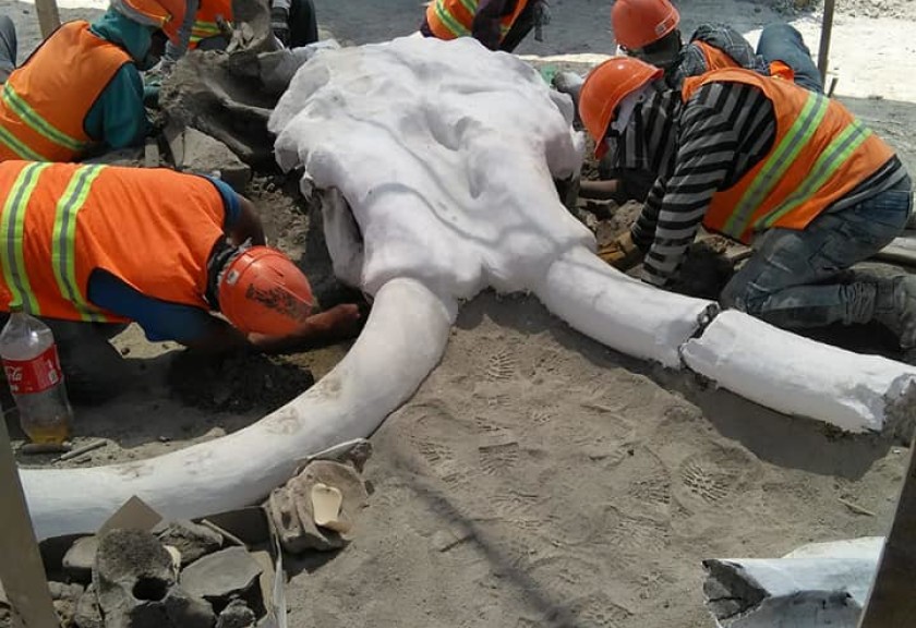 Restos de #mamuts  son hallados en obras del Aeropuerto de Santa Lucía 

👉 bit.ly/3bS2UzR