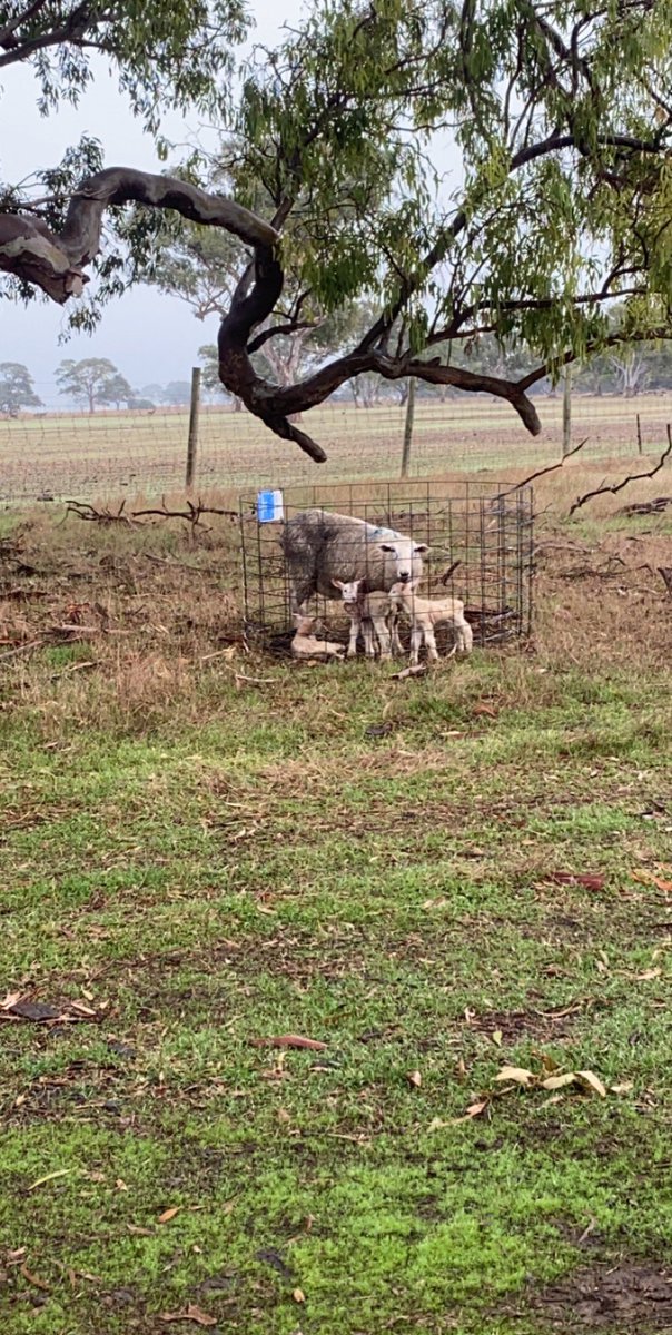 Lesson learnt pulled a lamb yesterday knowing it was the twin mob pulled the second one and put her and lambs in a ring, come back this morning to check and she had another 😀