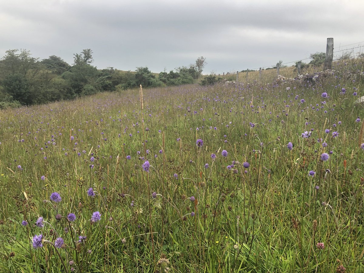 the threatened species in this pasture seem perfectly adapted to horse grazing. horses preferentially eat the rushes and molinia that usually become dominant, whilst avoiding key herbs- including devil's bit scabious (the larval food plant of the marsh frit and NB bee hawkmoth)