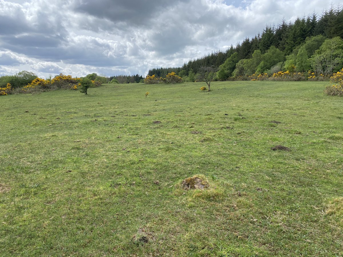 this heavily grazed field supports some of Ireland's most threatened species, including Irish lady's tresses orchids, marsh fritillary butterflies and narrow bordered bee hawkmoths. but why this field? (thread)