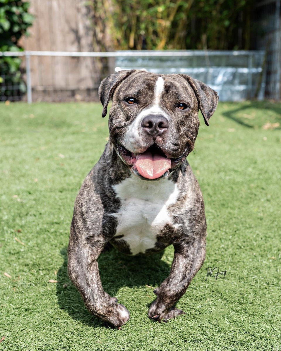 rangersreach's tweet photo. Thank you Jill Garret Photography for these amazing pictures of Beckham...

This guy is looking for a family of his very own.  He is neutered, up to date on vaccines and just needs a home that will love him. 

https://t.co/znP3cZSlXe https://t.co/ocK4PFJL7U