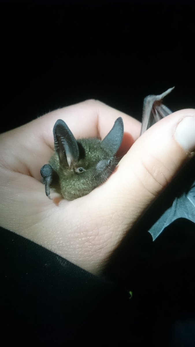 Ok, here goes. All the reasons you should vote for the NZ lesser short-tailed bat (aka  #TeamSkyHobbit) in the Bat World Cup!!  #BatWC2020.1/6 They are the ONLY remaining species in their taxonomic family. That's like humans being the only living great apes.
