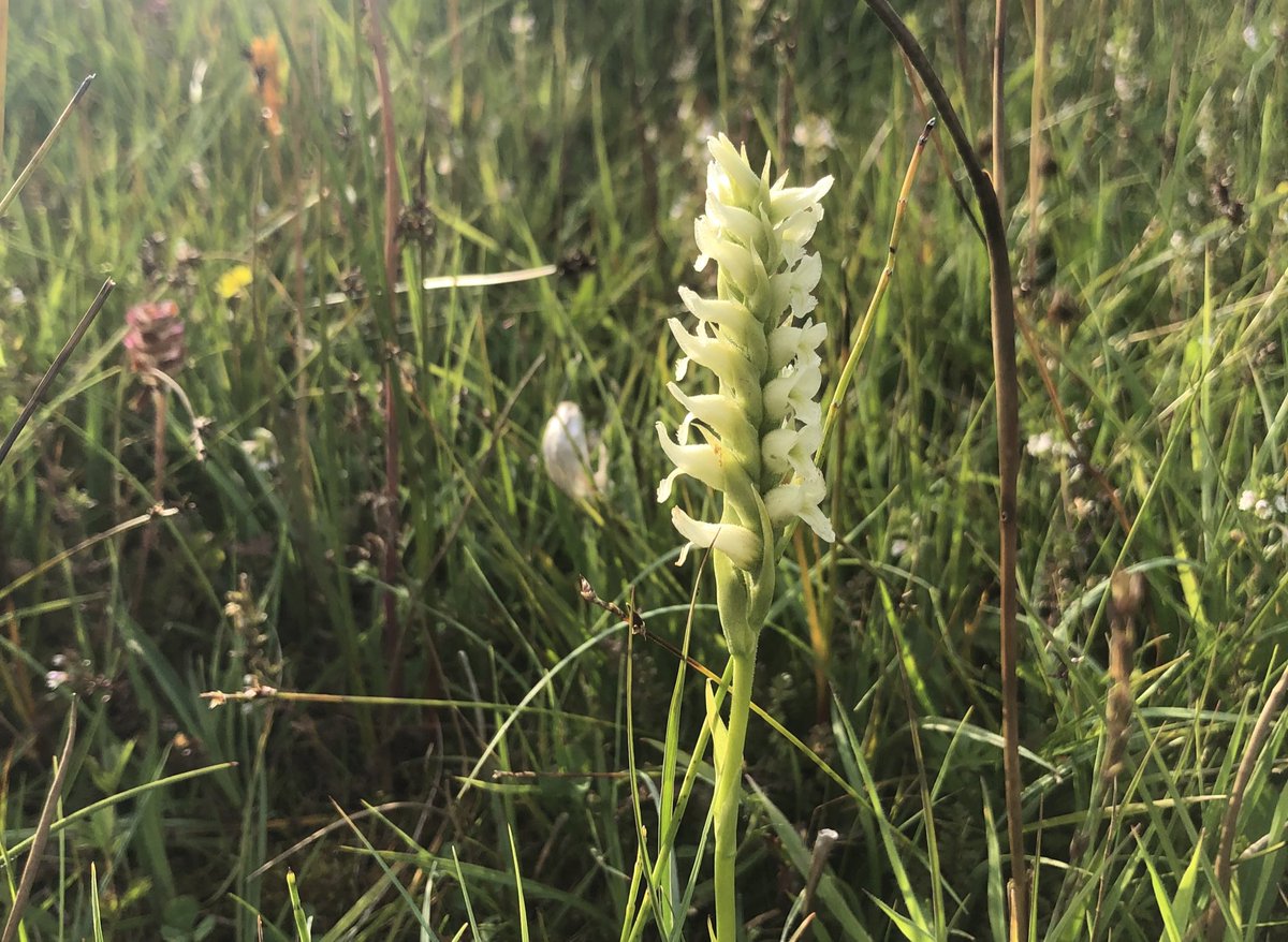 if we want more wildlife in the uplands, we basically need to leave some areas ungrazed and transition away from sheep grazing towards horse and cattle grazing