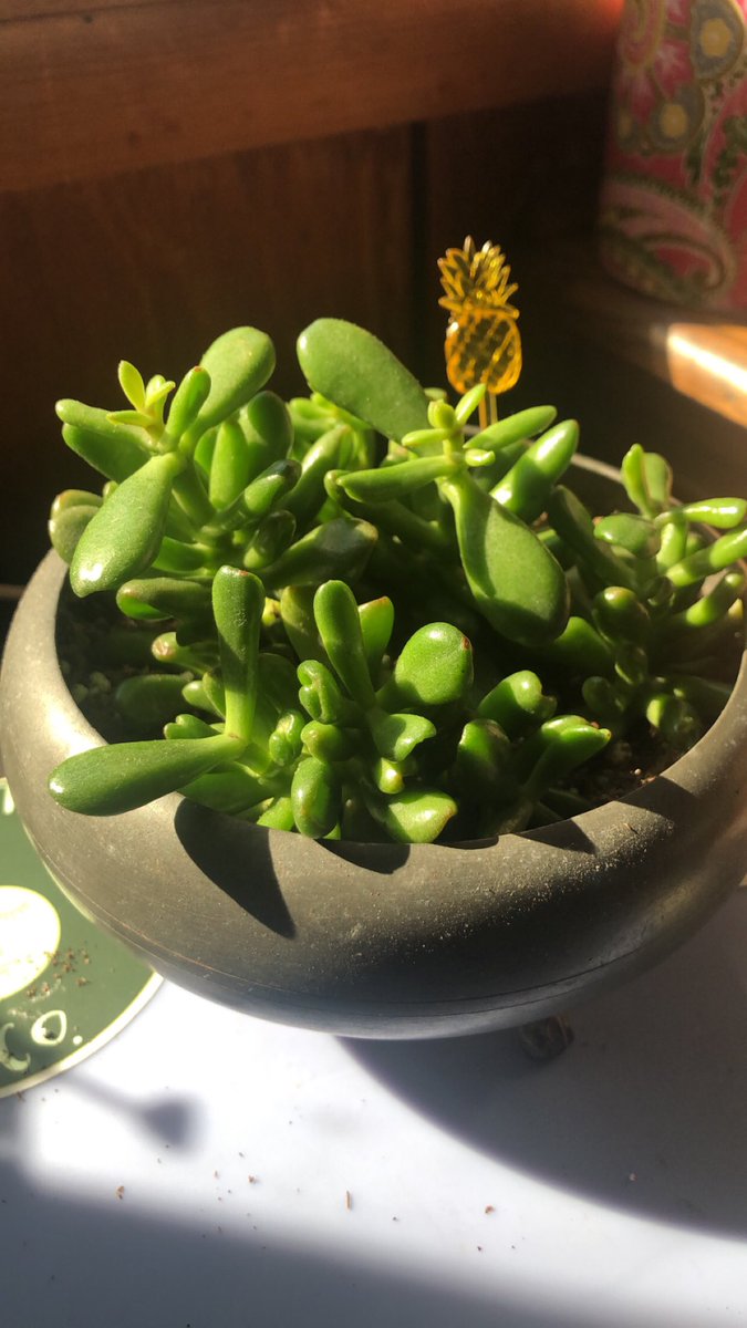 sammeaddd's tweet photo. 🌸🌵 GIVEAWAY TIME 🌸🌵
I’m trying to get my account more active again!
Like &amp; RT this tweet and tag 1 friend!❤️
Winner will receive ALL of these jade cuttings AND a pot of their choice! 🤩
Ends Sunday May 31! Good luck💚
(US only!!) https://t.co/qBBLi2KLau