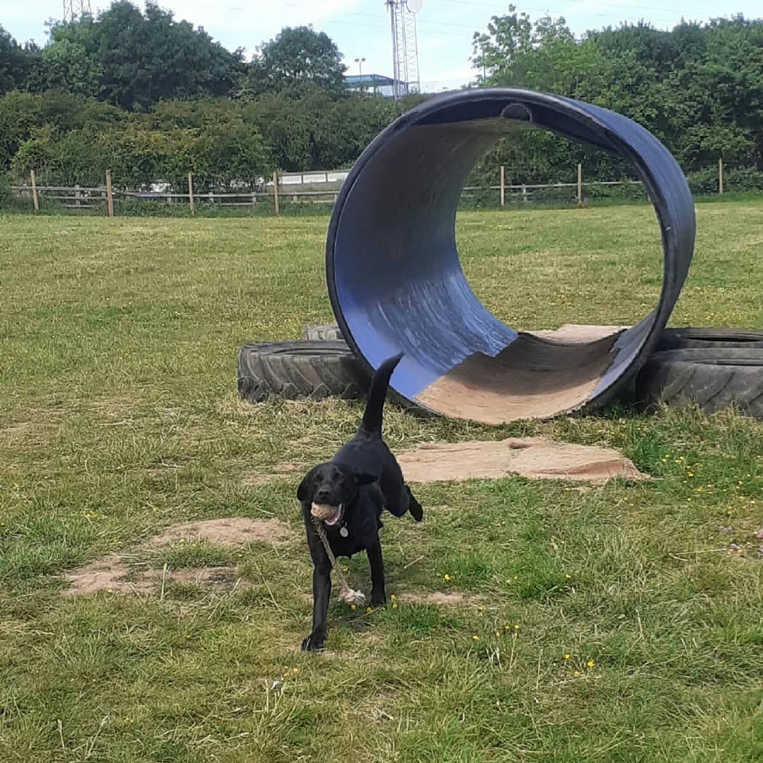 FurbabyPrince's tweet photo. Had a great #zoomies at #K9Rec today weather was hot so hudad soaked my #ruffandtumble coat in water to cool me down on the drive home๐๐
that's humum @jackie_beale1 at the big tyre's with me great time with my humons. @VICTORDOG1 @goldenprincessG @HandsomeHector1 @vinnieandco https://t.co/9c4qVTbcJf