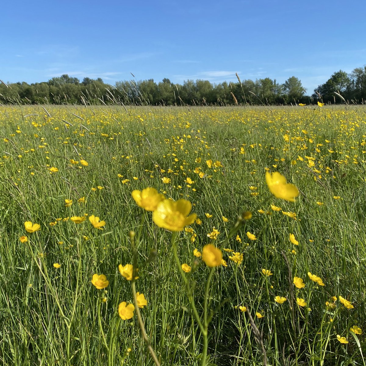 SFSOxford's tweet photo. A beautiful view across the school field which hosts the Hay Feast at the end of the summer term. The second photo was taken at last year’s Hay Feast. #ThrowbackThursday #SFPrep #tradition #nature https://t.co/iCXhPZ23uD