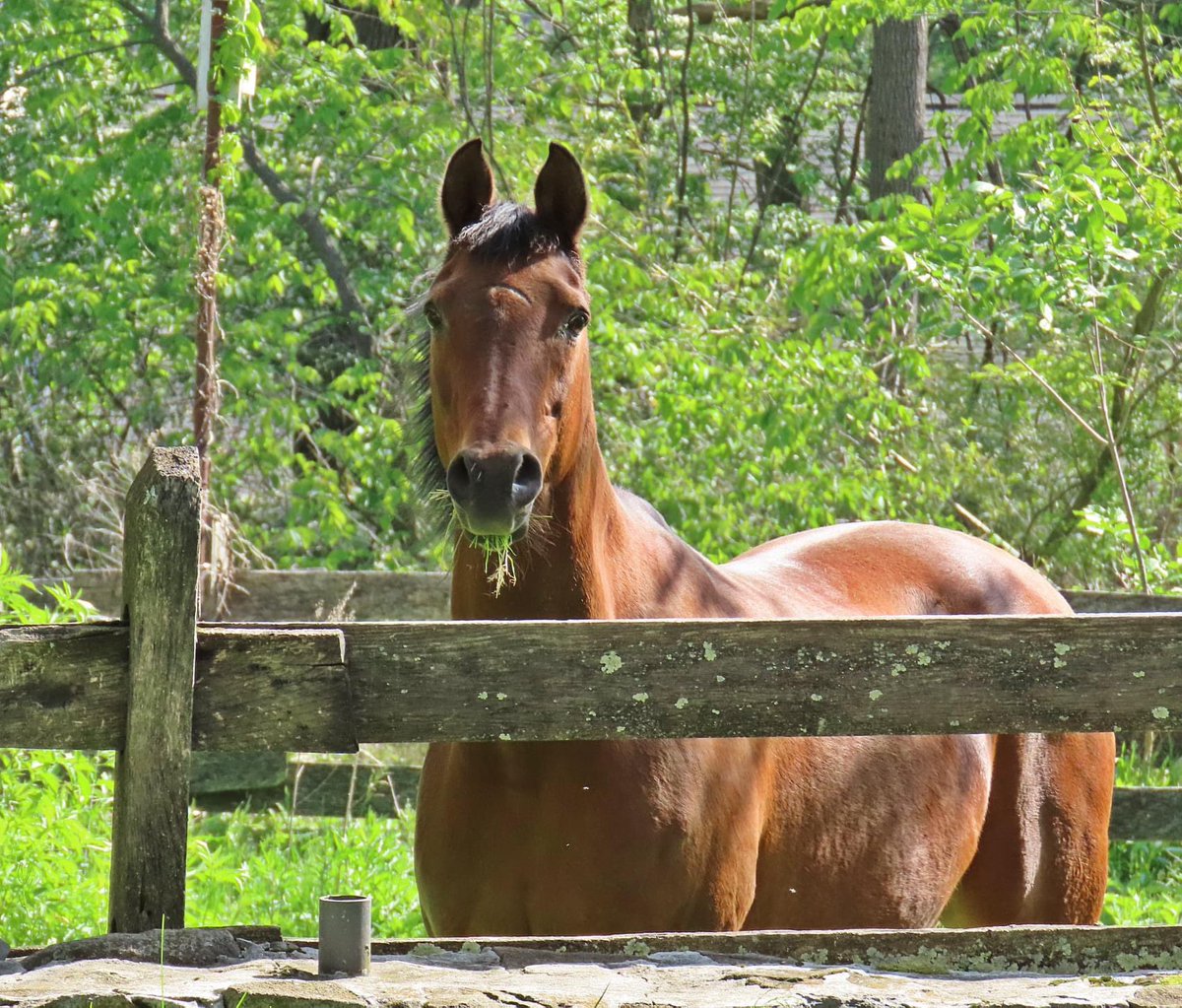 dolostone's tweet photo. Today's photos on the farm: 

#ReyTheKitten #KateTheHorse #ChippyTheChipmunk #CatchandRelease #BFFs https://t.co/uNIBv93UHX