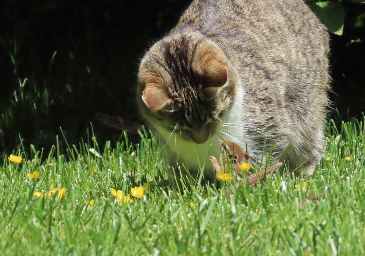 dolostone's tweet photo. Today's photos on the farm: 

#ReyTheKitten #KateTheHorse #ChippyTheChipmunk #CatchandRelease #BFFs https://t.co/uNIBv93UHX