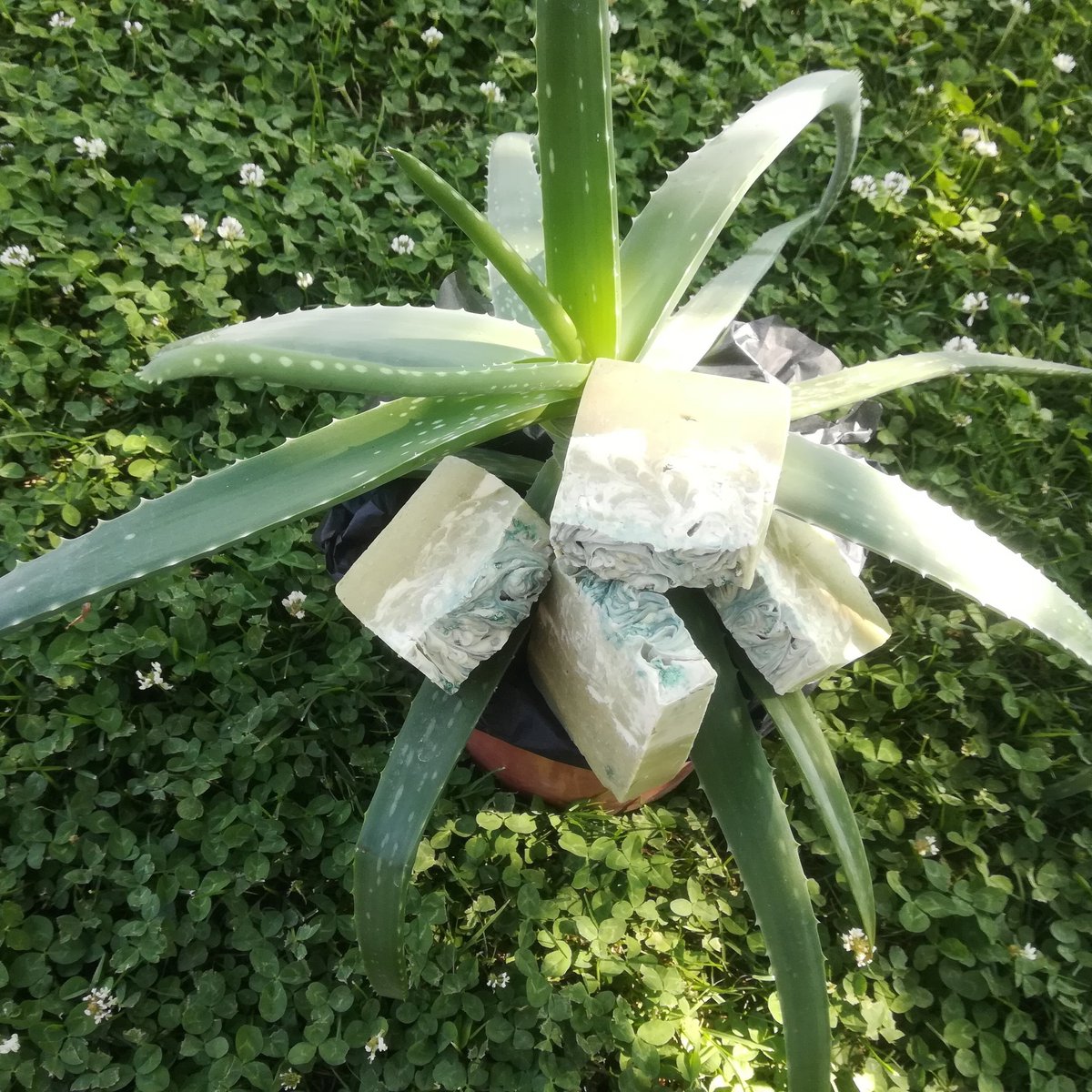 Rosaceae2's tweet photo. Jabón de aloe vera y alga espirulina
Con aceite de oliva, coco, ricino, almendras, manteca de karite, manteca de cacao, cera de abejas, jugo de áloe vera, aceites esenciales de salvia, romero y geranio https://t.co/dLpJ2COI0c