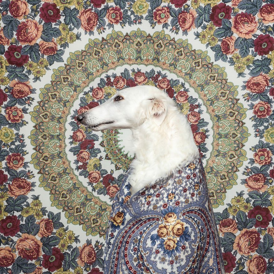 authorldawes's tweet photo. I have no idea why I like this image 🤣😂 There's something about it that catches my eye. Maybe the colors? Maybe the regal look of the dog. Does anyone know the breed?? https://t.co/98D2QU3JGz