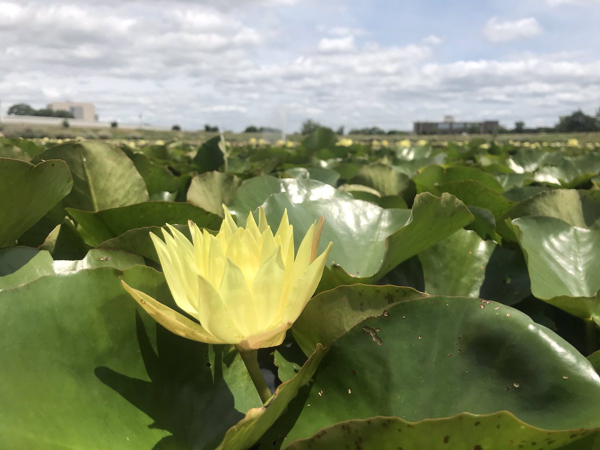 RoamPath's tweet image. #Flowers #relax