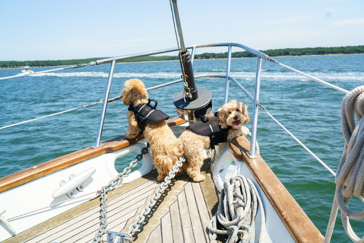 Memorial Day Sale is HERE! Everything your dog needs this summer, from our best-selling life jacket to our brand-new apparel collection, is officially 25% off. max-bone.com/collections/pr…
Use Code: HEYSUMMER25 #dogsoftwitter #MemorialDaySale #MemorialDay #SummerVibes #dogsofinstagram
