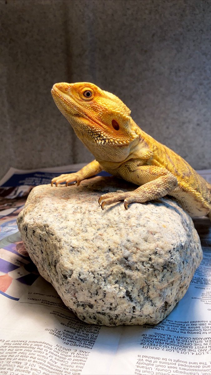 WildlifeEpiLab's tweet photo. “I like that boulder, that is a nice boulder”

-literally every single one of our bearded dragons 🐉 

#beardeddragon #dragons #boulder #ilikethatboulder #shrekmoviequotes #uiuc #vetmed #dragondoctor #basking https://t.co/qCoz54D7VZ