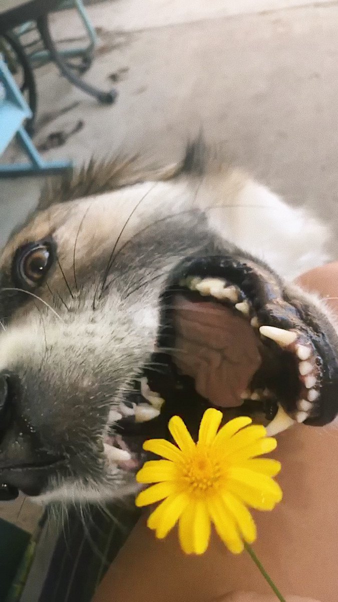 camilled__'s tweet photo. see flower, eat flower 🤤🌼 #loml https://t.co/h64crabShc