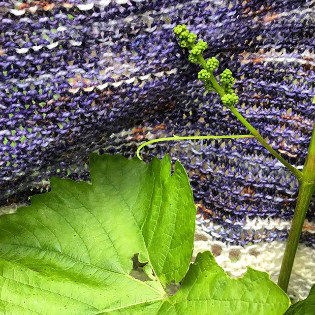 InsomniaKnits's tweet photo. My backyard grapes are about to bid adieu to this gift knit; it’ll soon be en route to a place where their fancier cousins make famous wine. 🍇🍷 https://t.co/uIGUTxgopU #insomniaknitting https://t.co/85FQnuuj4p