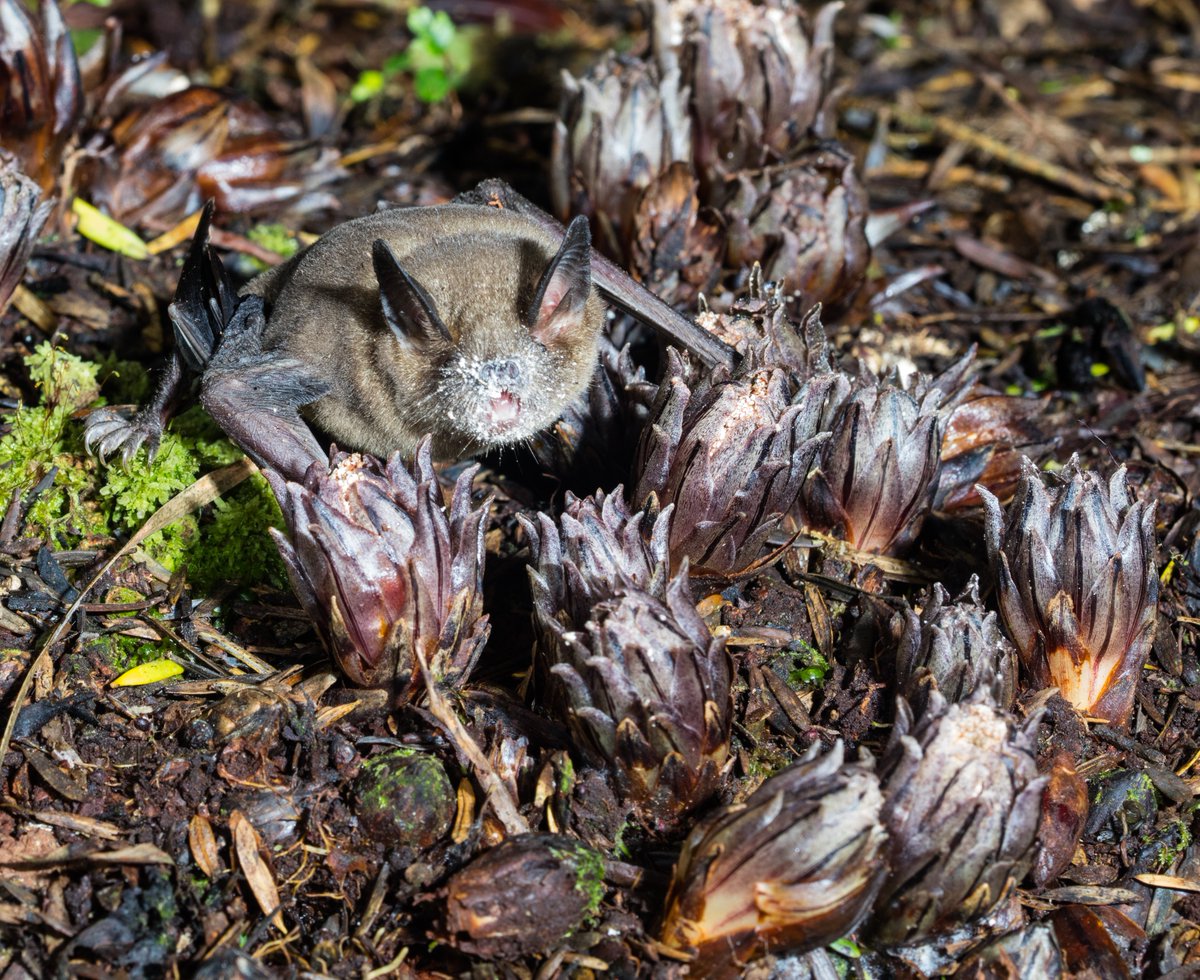 6/6 They're also utterly mad, bitey, look like they've been doing crack cocaine when they have a face full of pollen, and will fight you even if you're 100x their size (they may have no sense of scale). In short,  #Mystacina are the best, and you should vote for them. (D. Mudge)