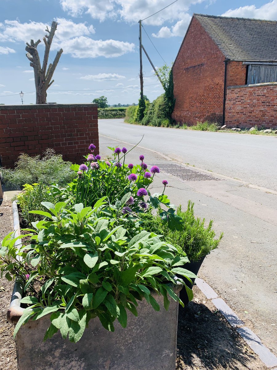 calverhall_in_bloom tweet media