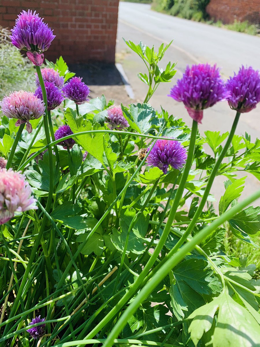 calverhall_in_bloom tweet media