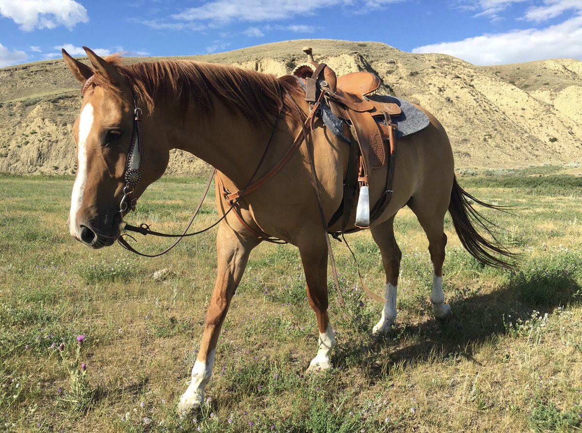 Do you have an easy keeper or a horse on light work that you are looking for a quality feed for? Take a look at 
🔷HOFFMAN’S MAINTENANCE RATION🔷
Hoffman’s Maintenance ration is intended for horses on light work or for easy keepers. Take a look!