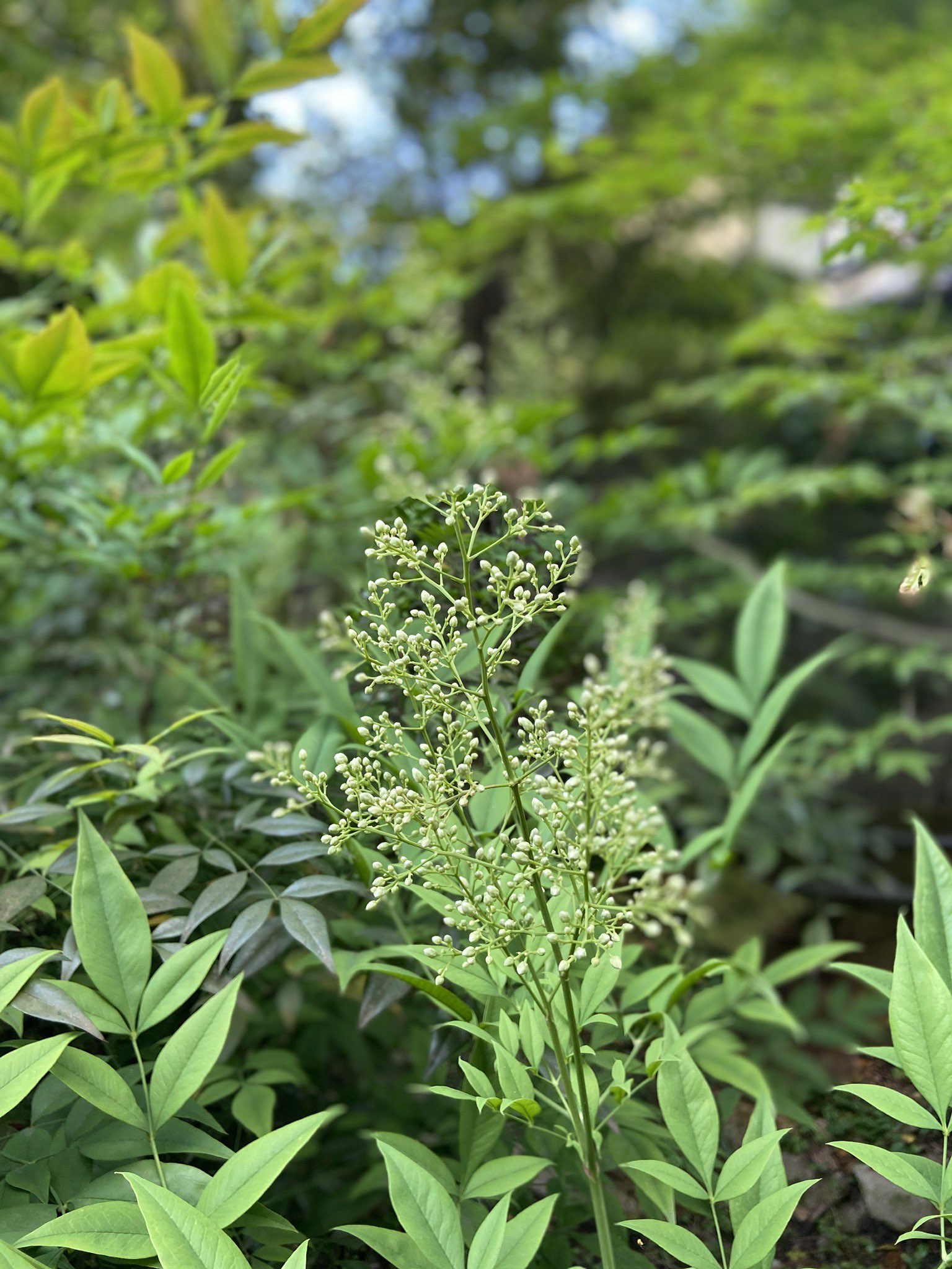 粟田神社 南天 草花の花が咲かない真冬に 赤い実を付けて境内を彩る南天 難 ナン を転 テン ずることから縁起の良い植物とされています 当社の境内には植えた訳でもなく 実生の南天が其処
