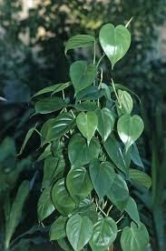 3. Philodendron hoja de corazón y philodendron hedeceareum: son parecidos a los potus, muy lindos para dejarlos caer por una biblioteca. También se reproducen en agua (hay que cambiarla seguido pues dengue).