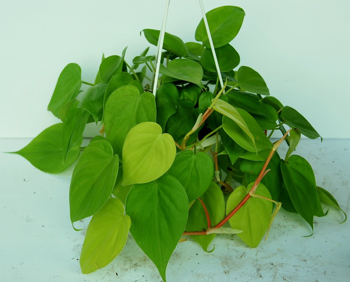 3. Philodendron hoja de corazón y philodendron hedeceareum: son parecidos a los potus, muy lindos para dejarlos caer por una biblioteca. También se reproducen en agua (hay que cambiarla seguido pues dengue).