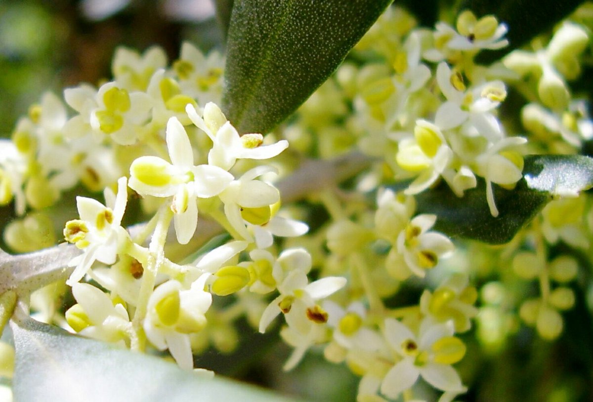 花 A Twitter 5月22日の花 オリーブ 花言葉 平和 モクセイ科オリーブ属 地中海沿岸原産 聖書の一説 創世記 ノアの箱舟 大洪水の終了を知るため鳩を飛ばした 鳩が オリーブ の小枝をくわえて 帰って来た事から嵐が収まったと感じ 最後に鳩が戻って