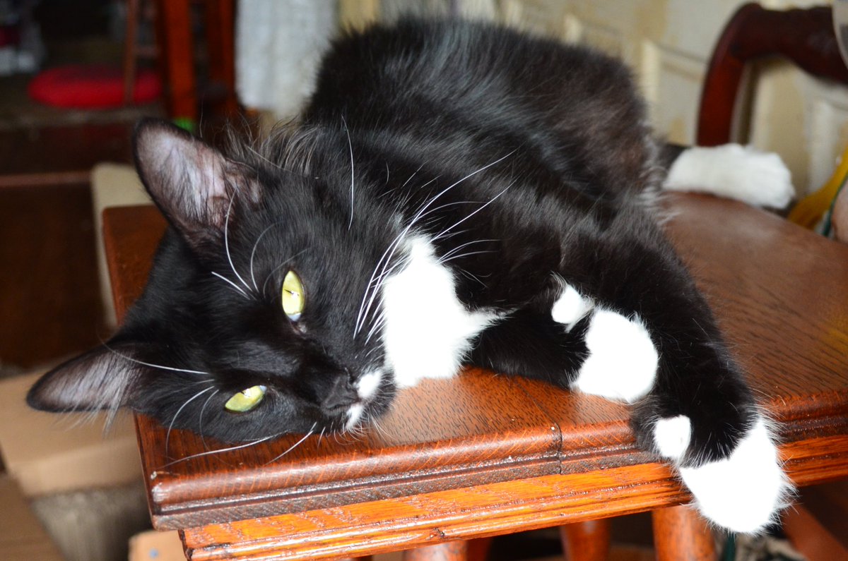 MrWuggums's tweet photo. Happy day, everyone! ๐บ๐
Here at Xanawu, Heri has declared it #ThumbsUpThursday!
He's showing off his fingerless gloves & would love to see pics of other #polydactyls/#HemingwayCats displaying their nifty thumbs! ๐๐ธ
Hugs and kitty kisses from us all!โค๏ธ๐ฝโค๏ธ
#CatsOfTwitter https://t.co/rrV8T8ccGs