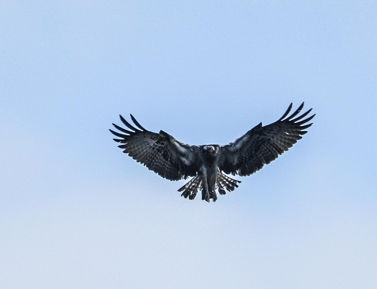 gazb159's tweet photo. Got a nice surprise tonight, my first ever Osprey here in #Shetland @PromoteShetland @RSPBNorthScot @RSPBScotland @nature_uk @wildlife_birds @WildlifeMag @BBCSpringwatch @BBCCountryfile https://t.co/MTNFkDZ3p3