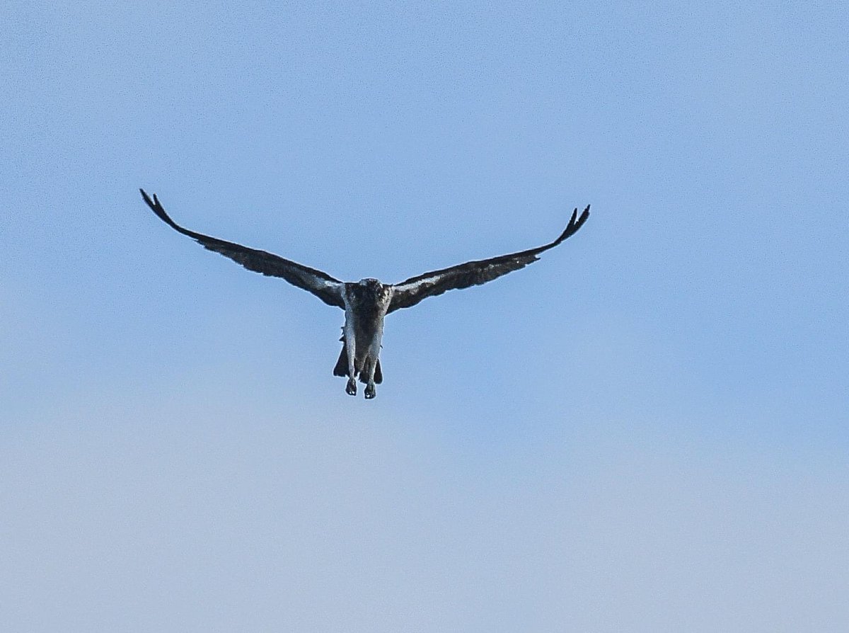gazb159's tweet photo. Got a nice surprise tonight, my first ever Osprey here in #Shetland @PromoteShetland @RSPBNorthScot @RSPBScotland @nature_uk @wildlife_birds @WildlifeMag @BBCSpringwatch @BBCCountryfile https://t.co/MTNFkDZ3p3