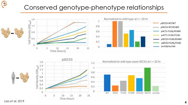 The yeast ortholog of the human PMM2 gene is called SEC53. When we express PMM2 in a yeast strain lacking SEC53, cell growth is restored. The severity of a mutation, eg F119L/F126L, is the same whether its expressed as SEC53 or PMM2. The genetics and the biochemistry match up.