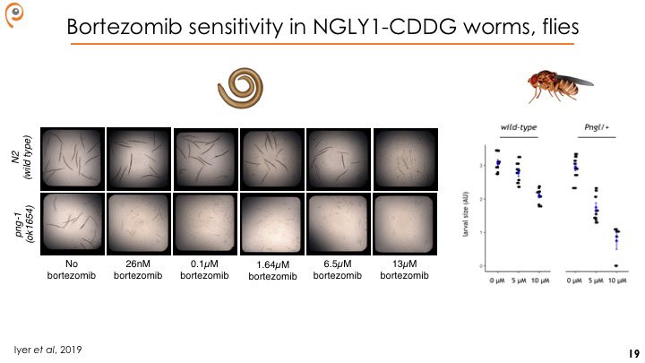 We published these results ( https://dmm.biologists.org/content/12/11/dmm040576) last year. #NGLY1 knockout worms and heterozygous flies are hypersensitive to the proteasome inhibitor bortezomib setting the stage for multi-species phenotypic screens similar to what we did for  #PMM2-CDG.