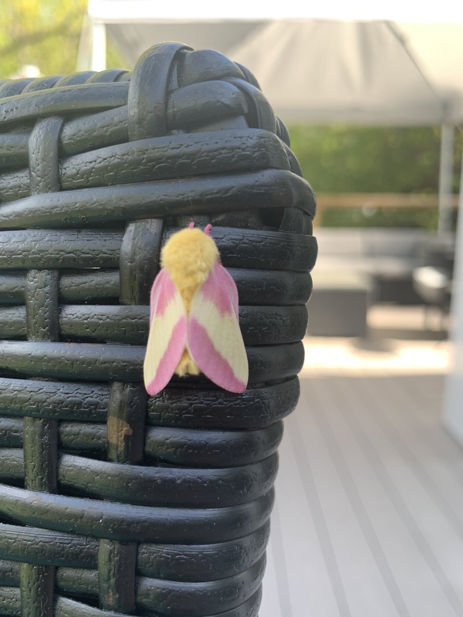 rosy maple moth on a deck