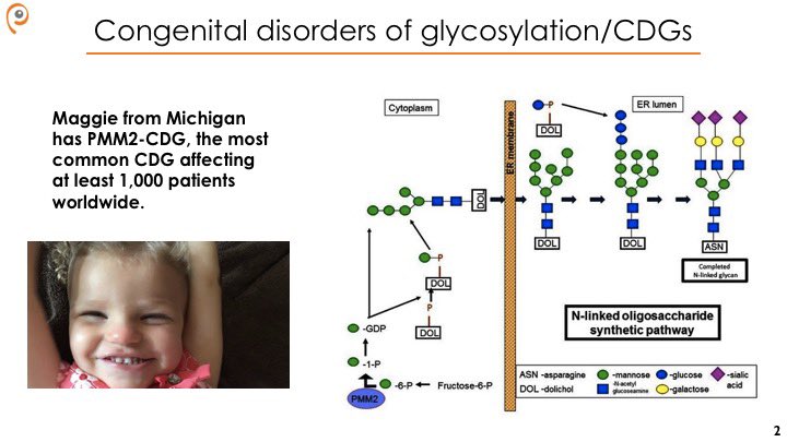 A few weeks ago I was invited by  @OphirKlein to give a Zoom talk about  @PerlaraPBC’s n-of-1 drug repurposing trials for congenital disorders of glycosylation ( #PMM2-CDG and  #NGLY-CDDG) to his  @UCSF clinical genetics colleagues.