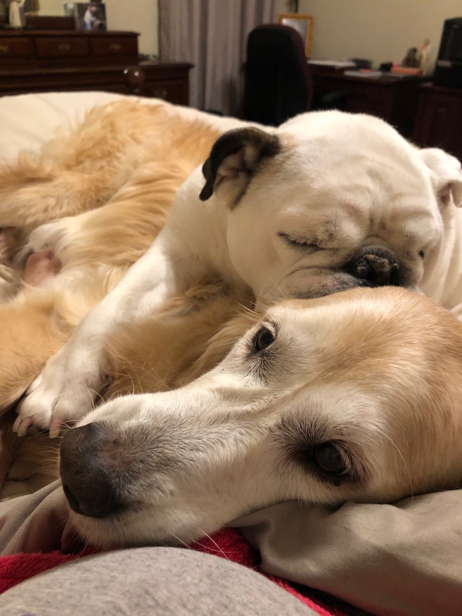 MavisPearl1's tweet photo. Taking an afternoon snooze.  Best pillow ever...her sister. https://t.co/y1yb0sVJU2