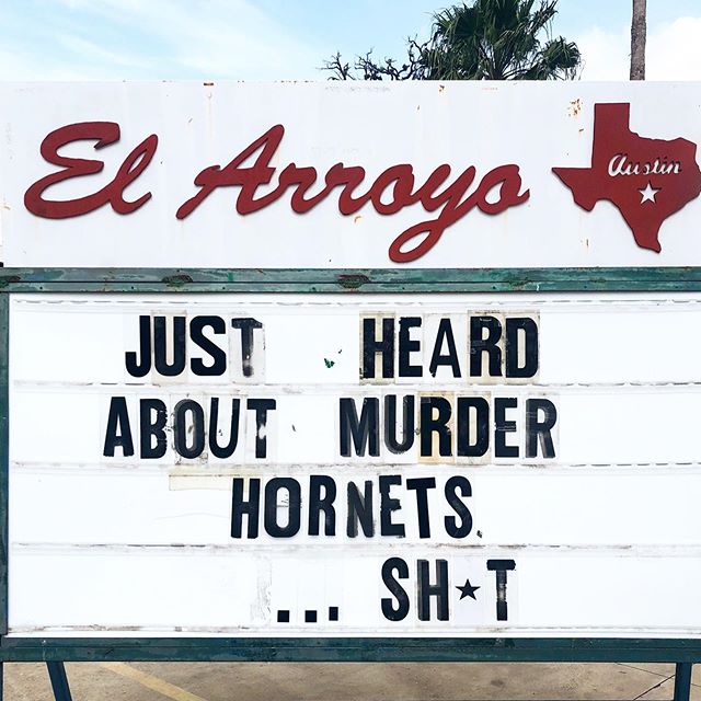 ElArroyo_ATX's tweet photo. Nobody:
Not a single soul:

2020: Murder hornets https://t.co/U7oRy58dLR