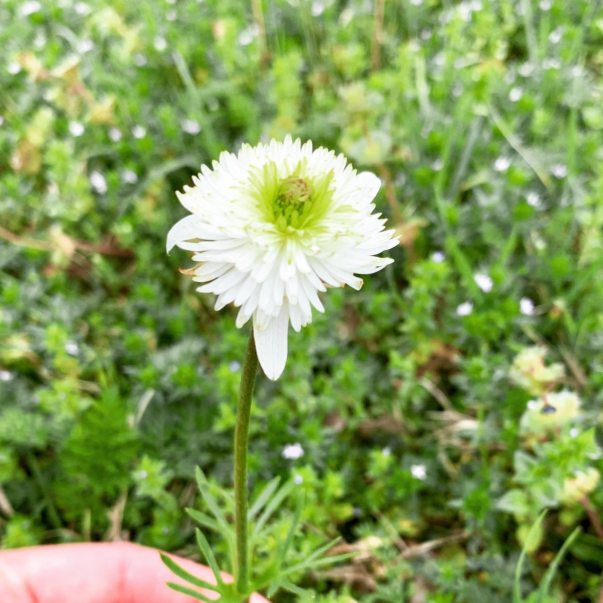 TexasKidsAdven's tweet photo. Meet the little freak. The overachiever. The one who refused to be held back by nature’s standards. This Tenpetal anemone decided that only “ten petals” wasn’t enough and grew a lions mane of 20x more petals than it’s siblings.    
#texasnature   #texasnaturetrackers #inaturalist https://t.co/VggjPi4vda