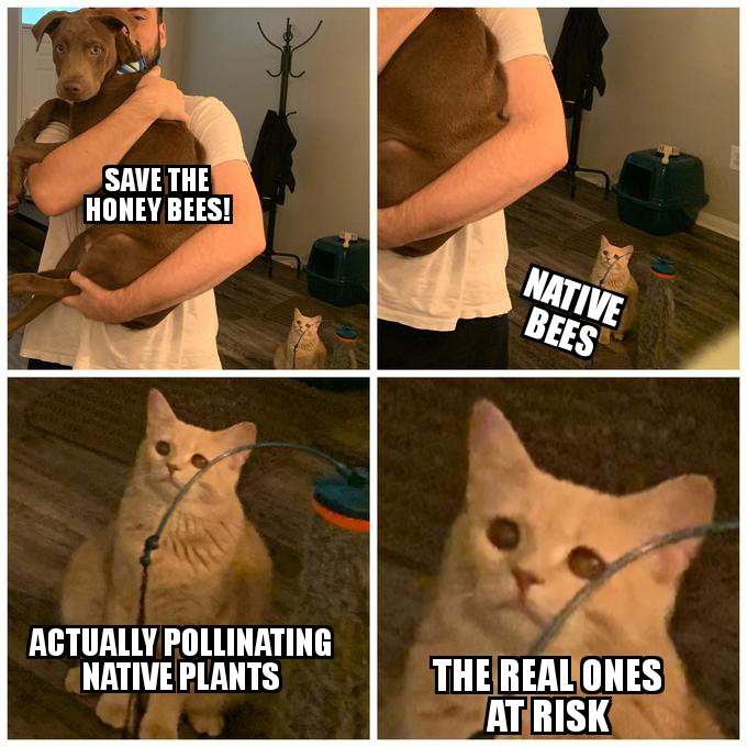 For those of you who don't know, honey bees are not actually native to North America. This is important factor when people talk about "saving the bees".  Because while much of the funding go into honey bees, they are not the ones at risk. Our native bees are actually at risk.