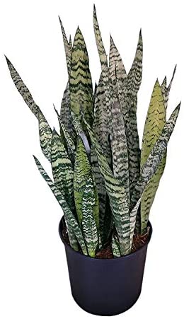 5. Sansevieria: trifasciata en sus dos versiones y cilíndrica en sus dos versiones (clásica y trenzada). Supuestamente es una planta recomendada por la NASA porque larga oxígeno, no hay que regarla casi nunca, es muy autónoma y ni necesita sol casi.